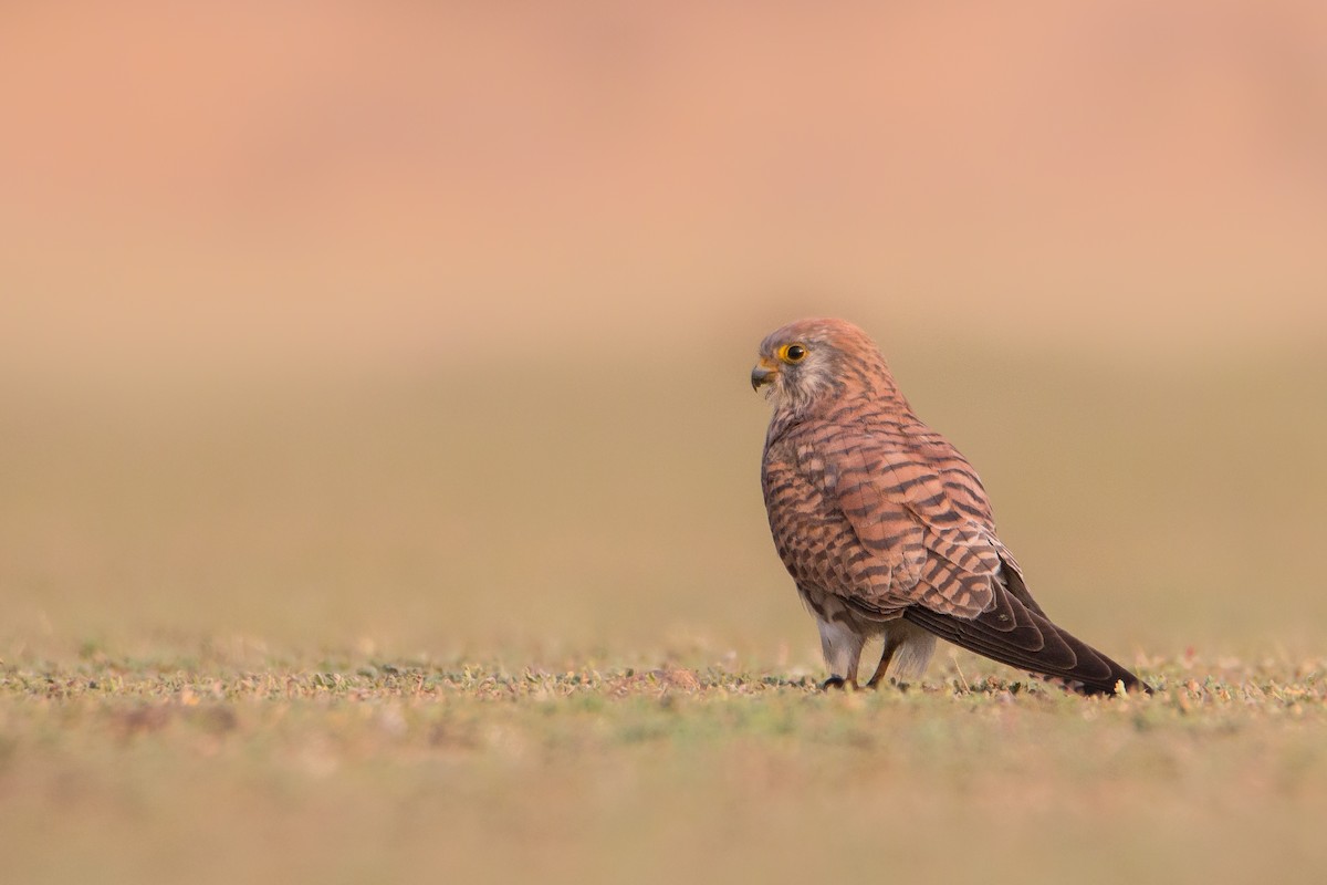 Lesser Kestrel - ML212897711