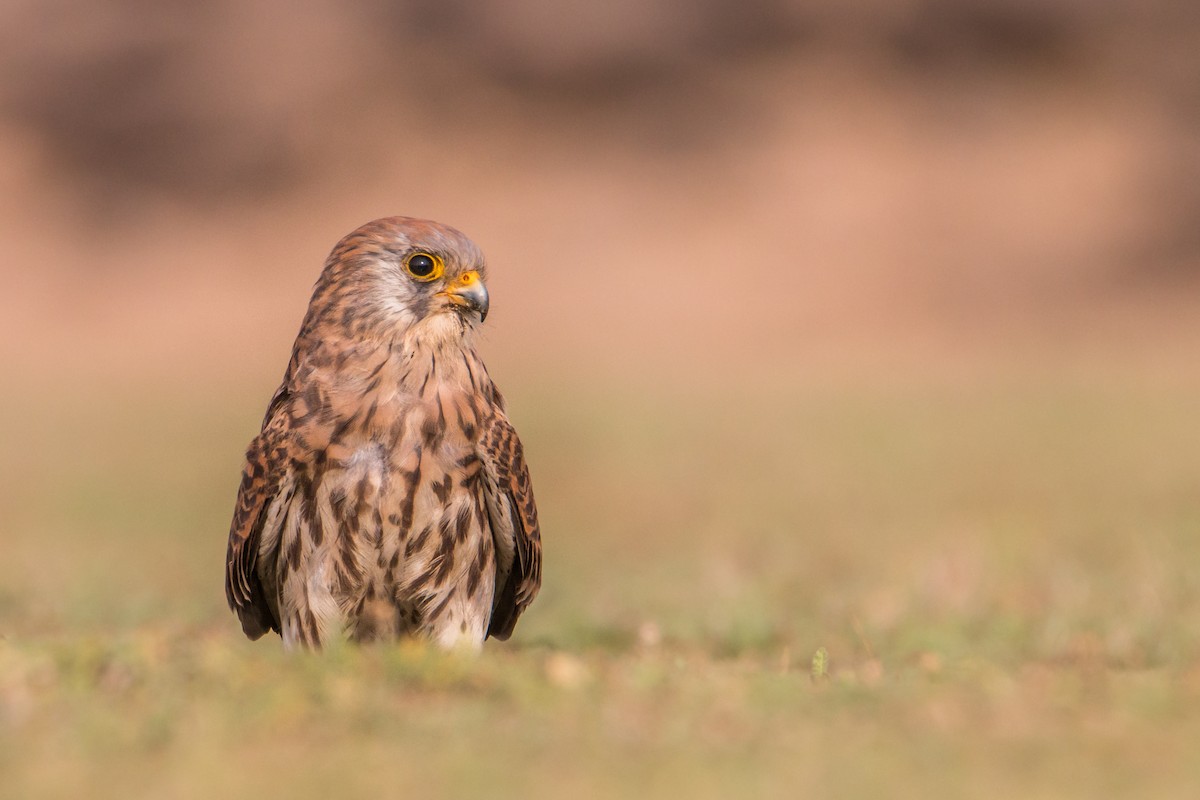 Lesser Kestrel - ML212897741