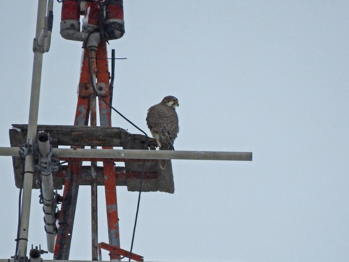 Prairie Falcon - ML212897851