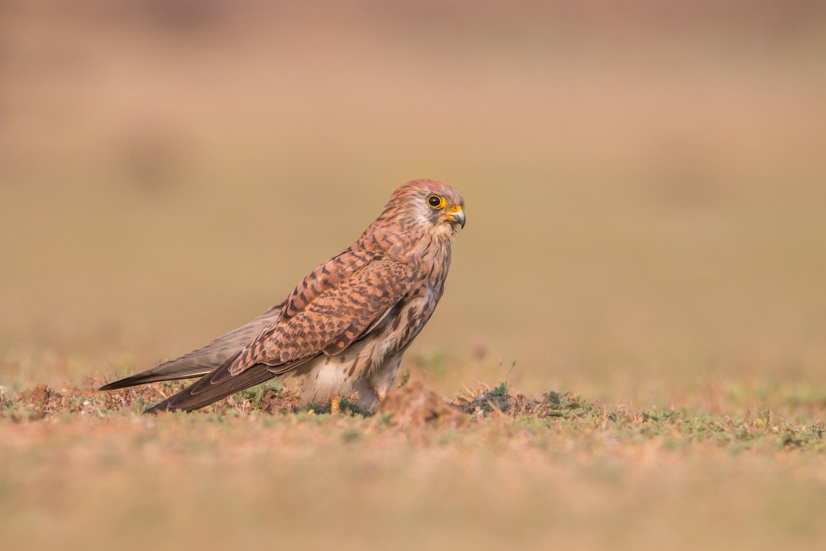 Lesser Kestrel - ML212897951