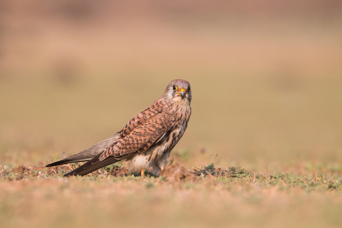 Lesser Kestrel - ML212897991
