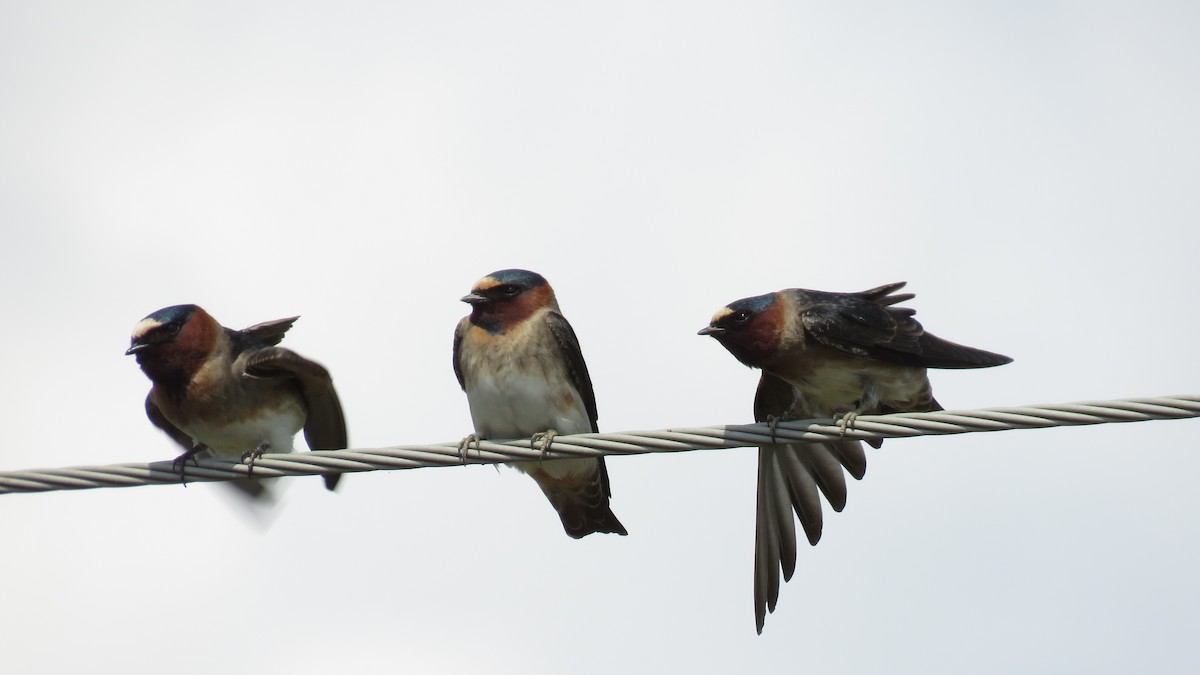 Cliff Swallow - Dan J. MacNeal