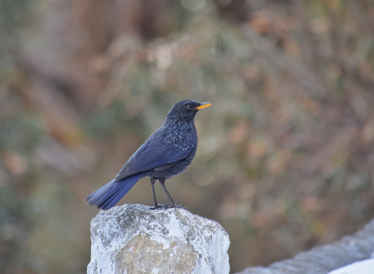 Blue Whistling-Thrush - ML212898411