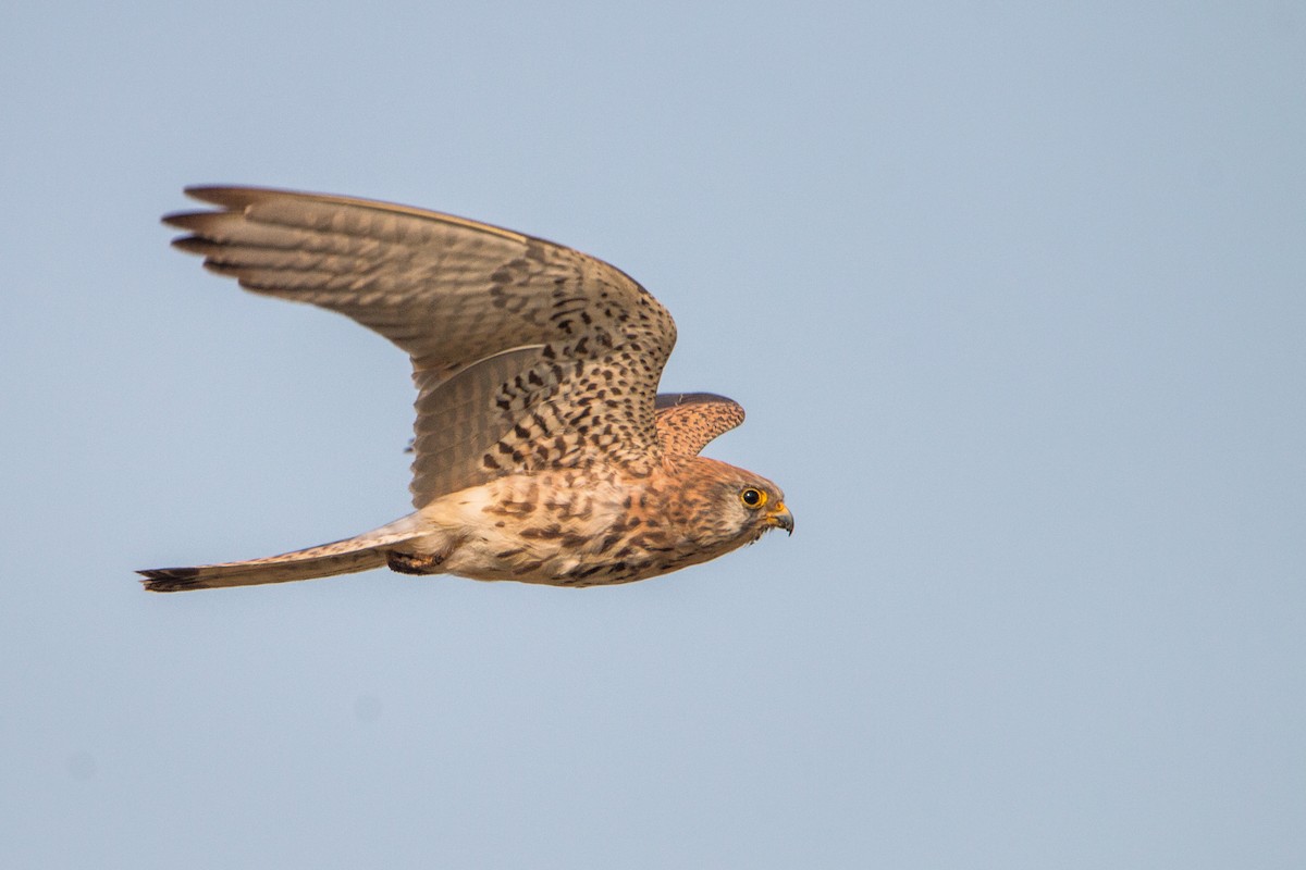 Lesser Kestrel - ML212899371