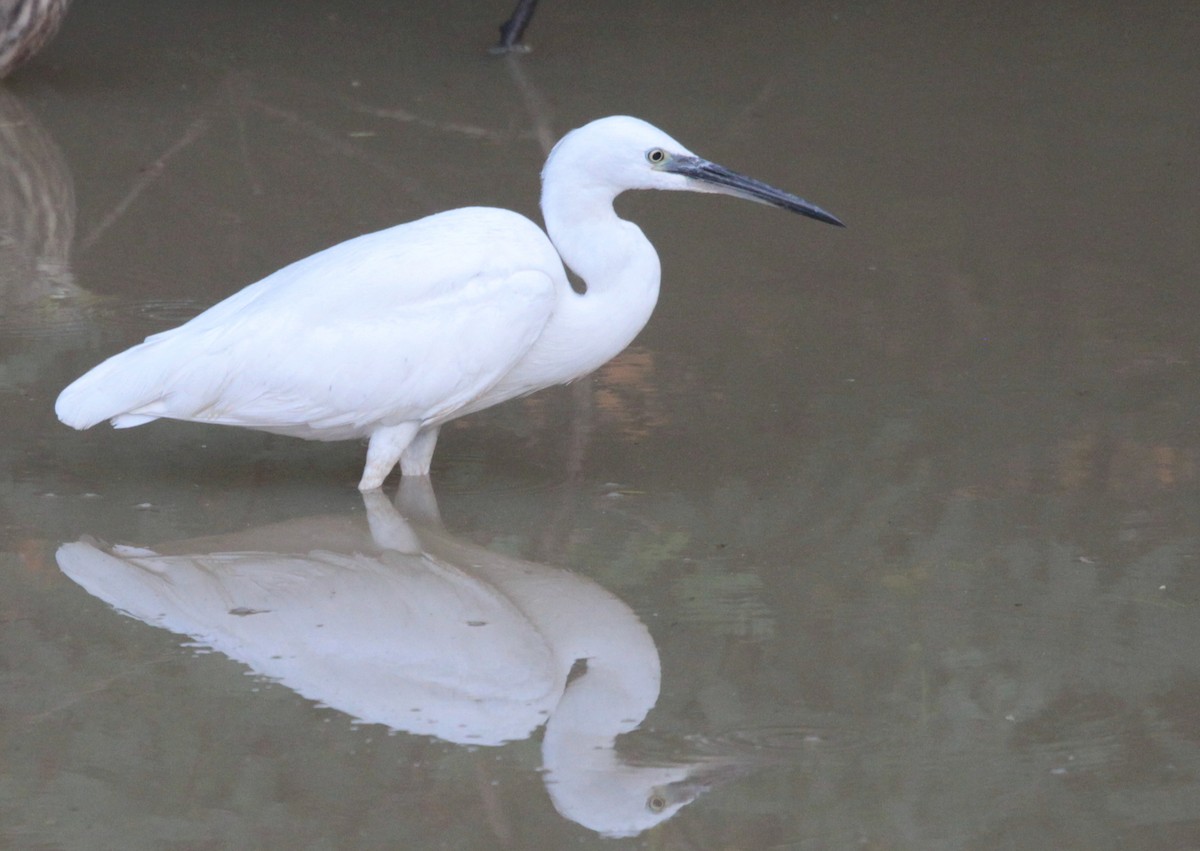 Little Egret - Corey Callaghan