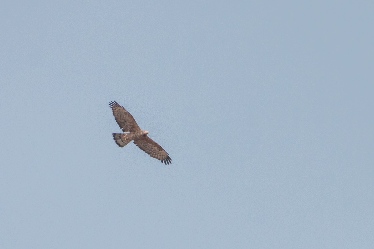 Oriental Honey-buzzard - ML212899851