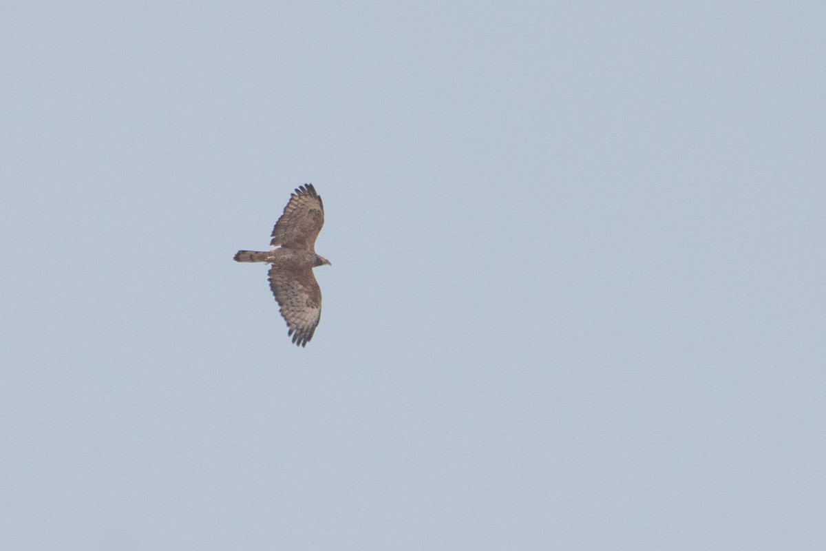 Oriental Honey-buzzard - ML212899861