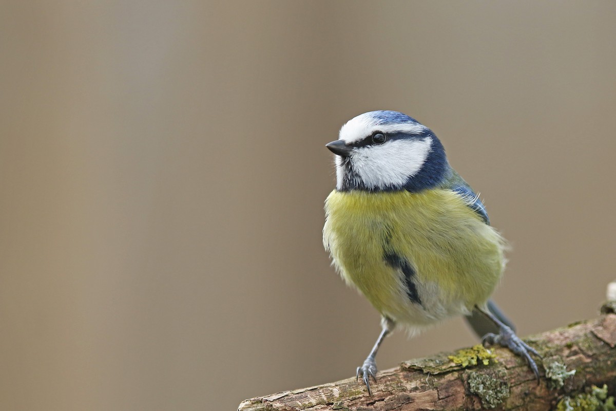 Eurasian Blue Tit - ML212900011