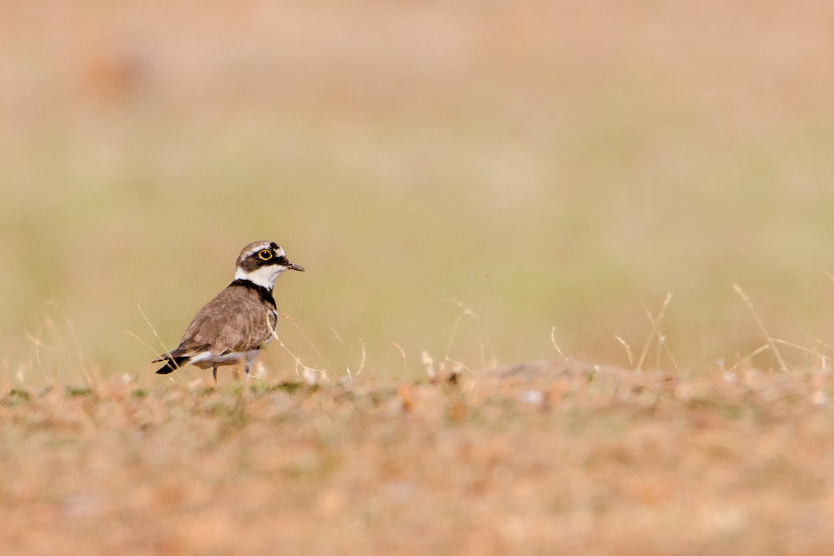 Little Ringed Plover - ML212900621