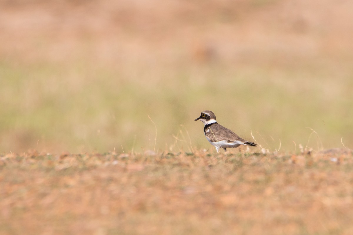 Little Ringed Plover - ML212900651