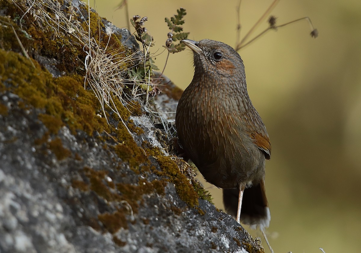 Streaked Laughingthrush - ML212903431