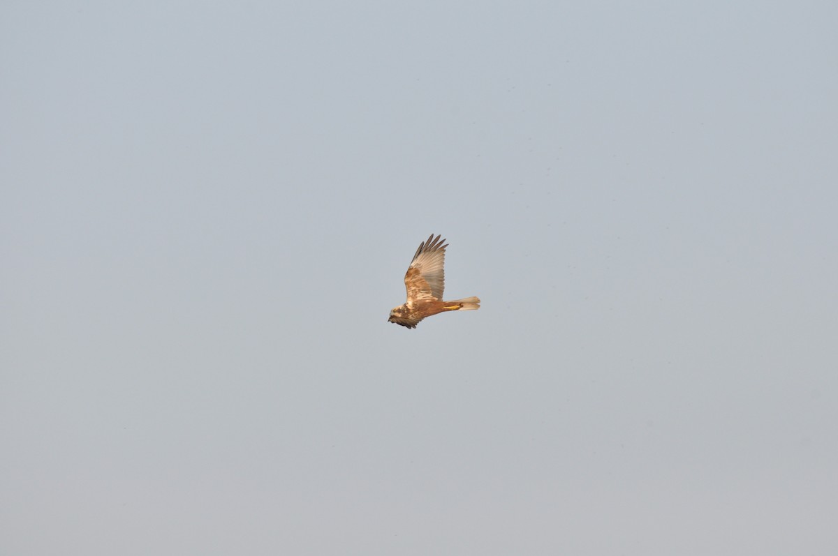 Western Marsh Harrier - ML212903561