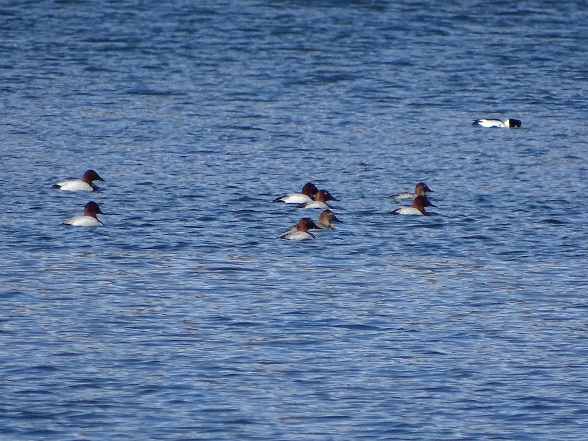 Canvasback - ML212903671