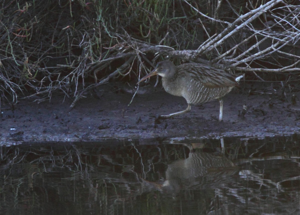 Clapper Rail - Bruce Robinson