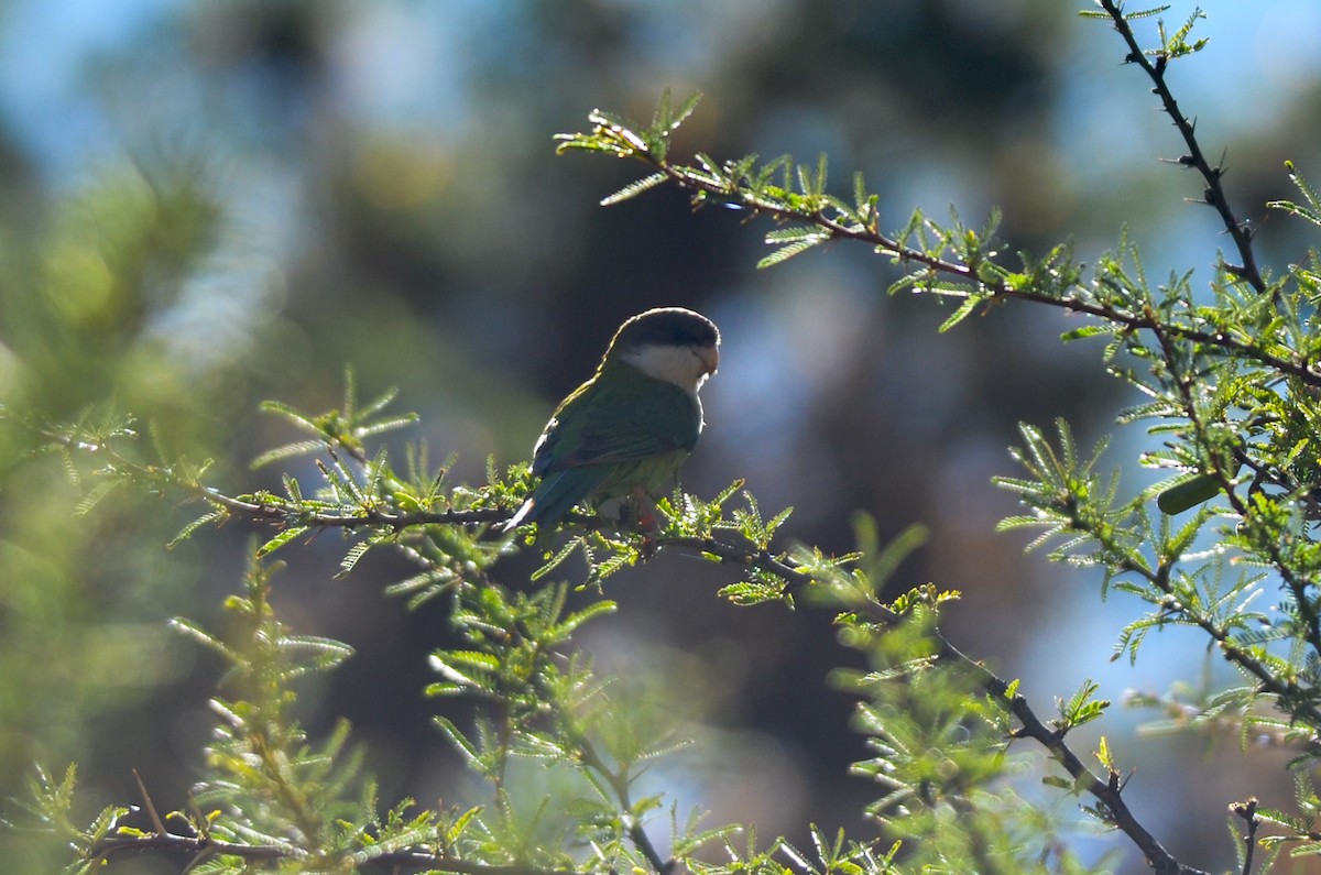 Gray-hooded Parakeet - ML212904481