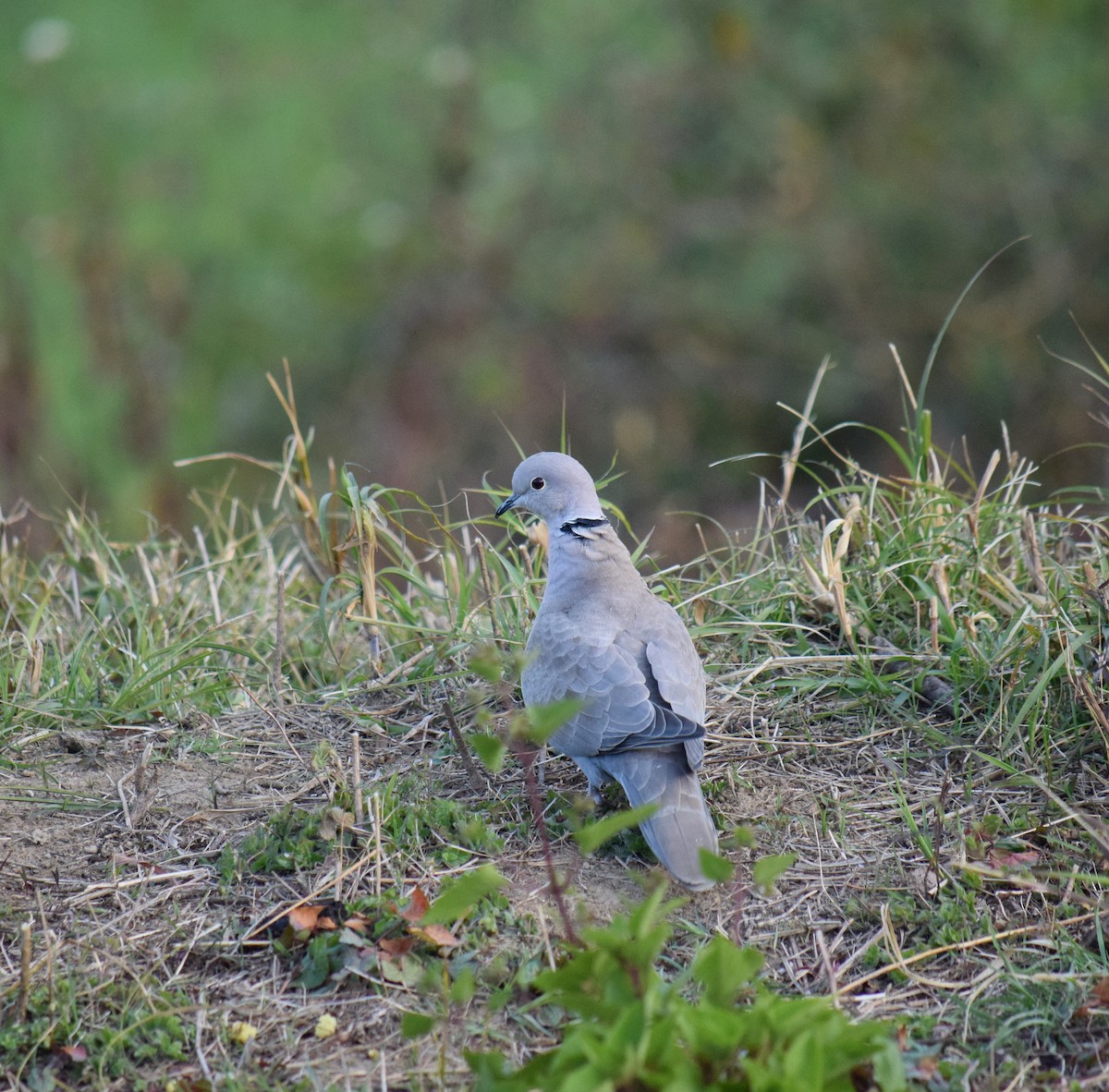 Eurasian Collared-Dove - Ajaz Ansari