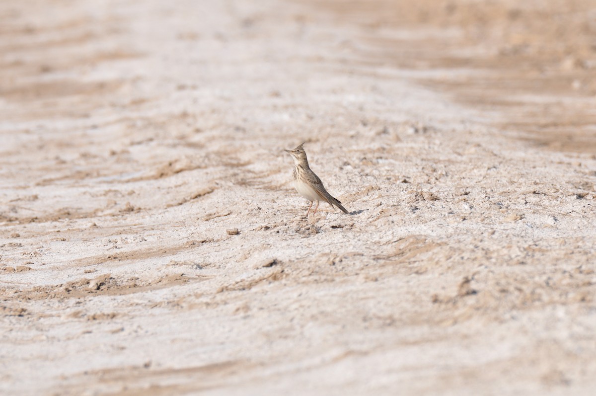 Crested Lark - ML212905571