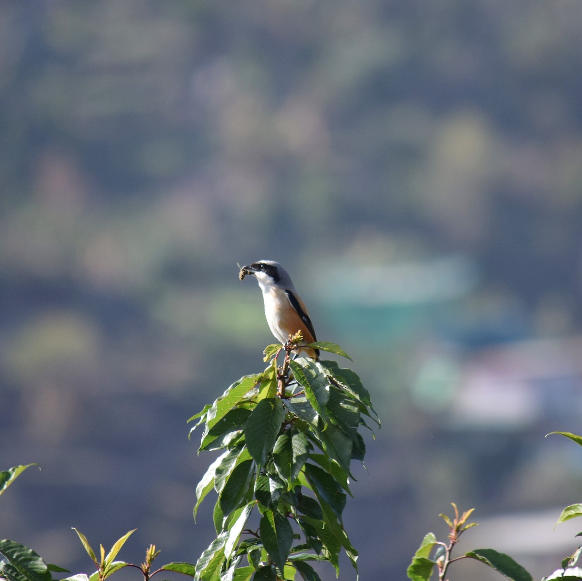 Long-tailed Shrike - ML212906041