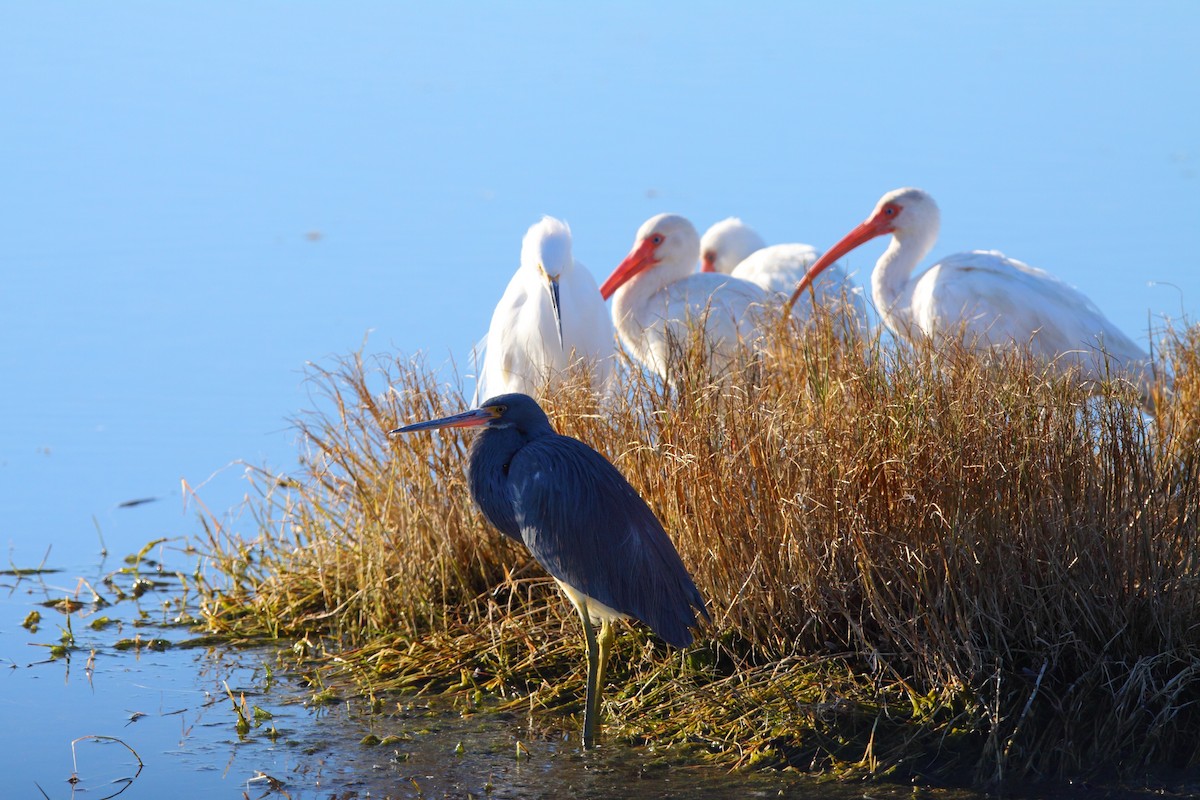 White Ibis - Bruce Robinson