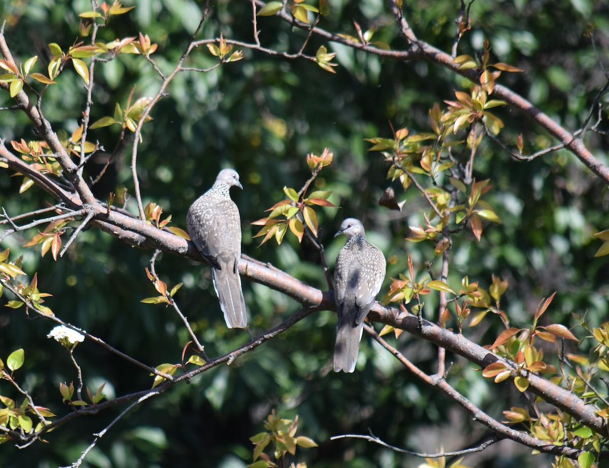 Spotted Dove - ML212906251