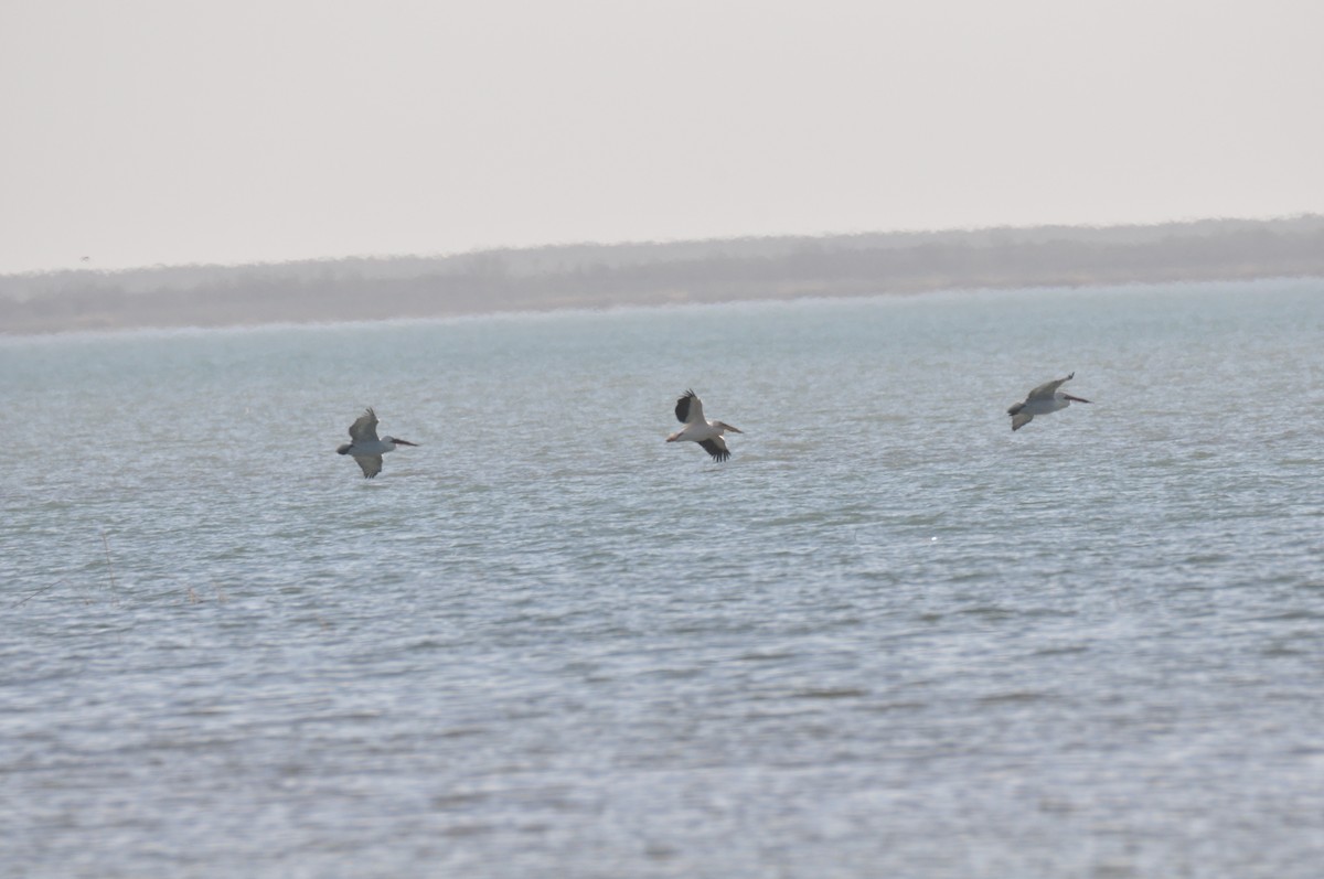 pelikán bílý - ML212906771