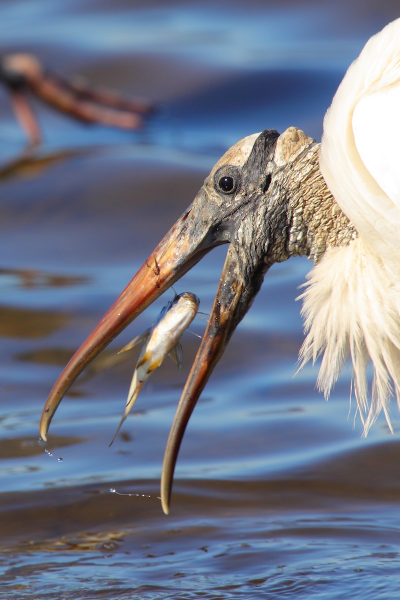 Wood Stork - Bruce Robinson