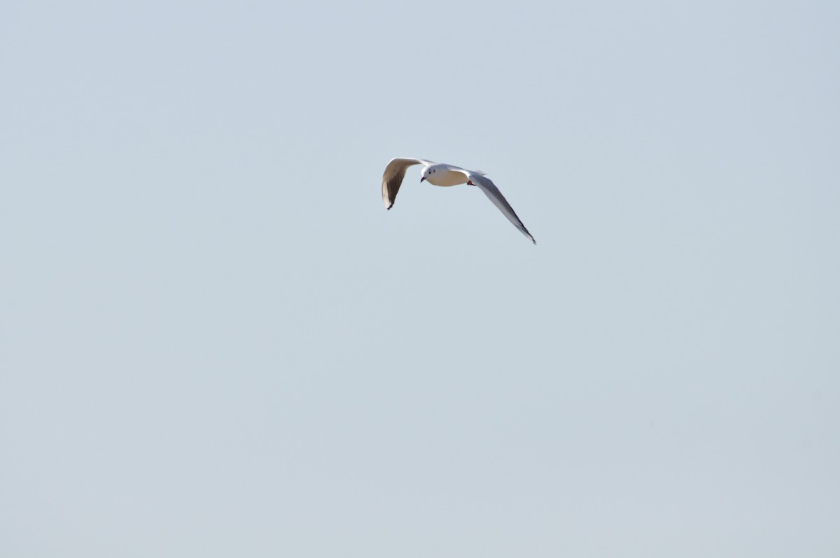 Black-headed Gull - ML212908391