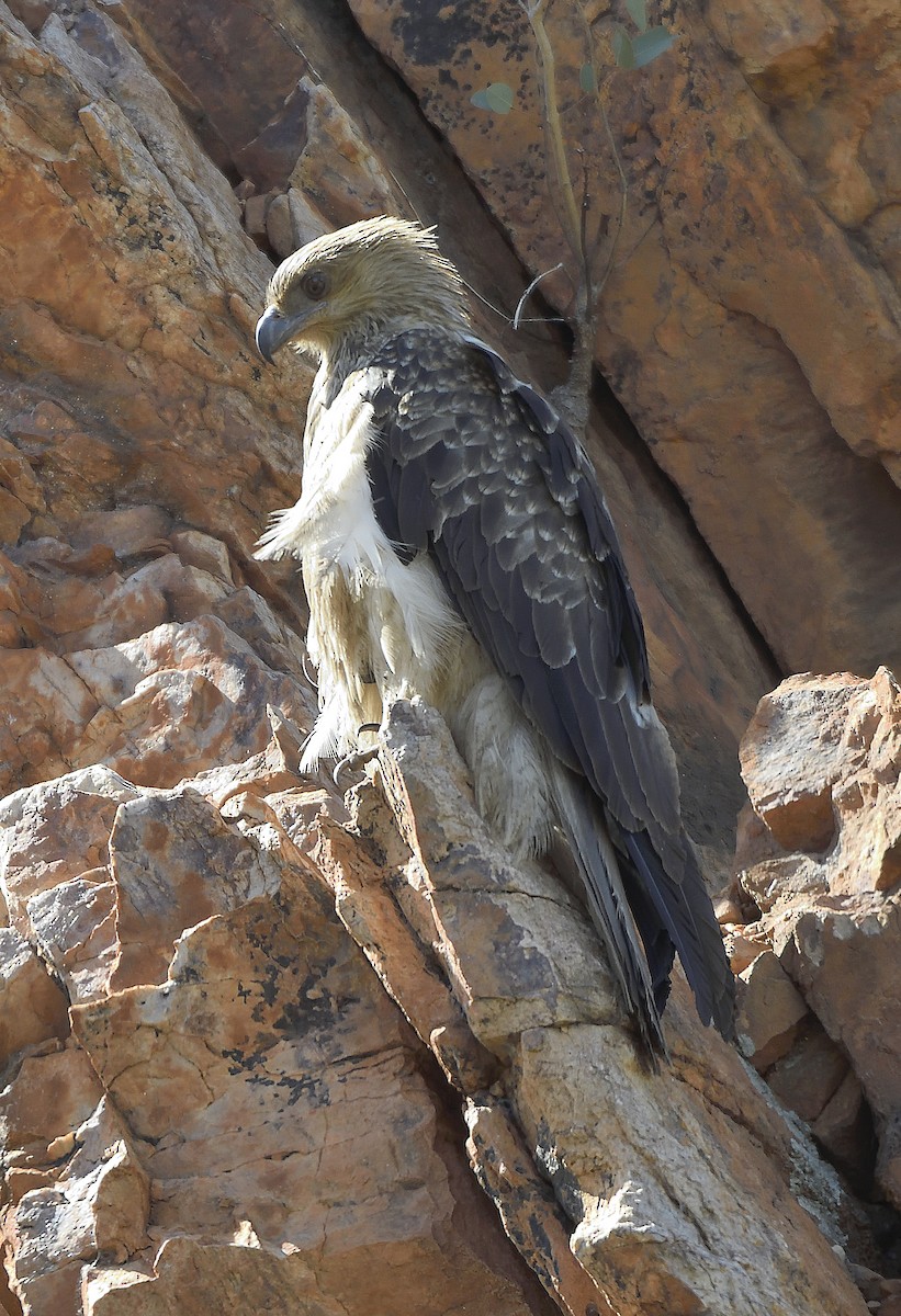 White-bellied Sea-Eagle - ML212908411