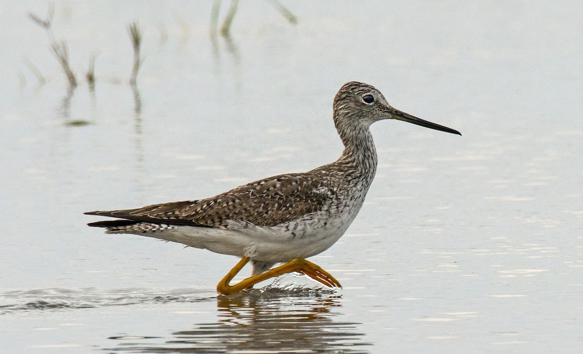 Greater Yellowlegs - ML212908611