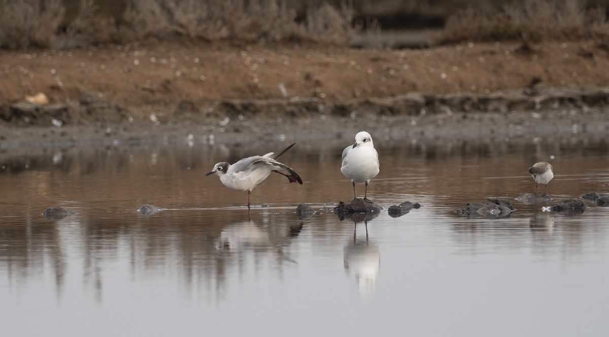 Franklin's Gull - ML212909121