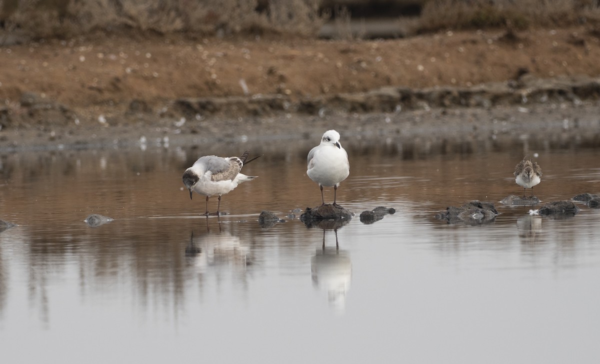 Franklin's Gull - ML212909191