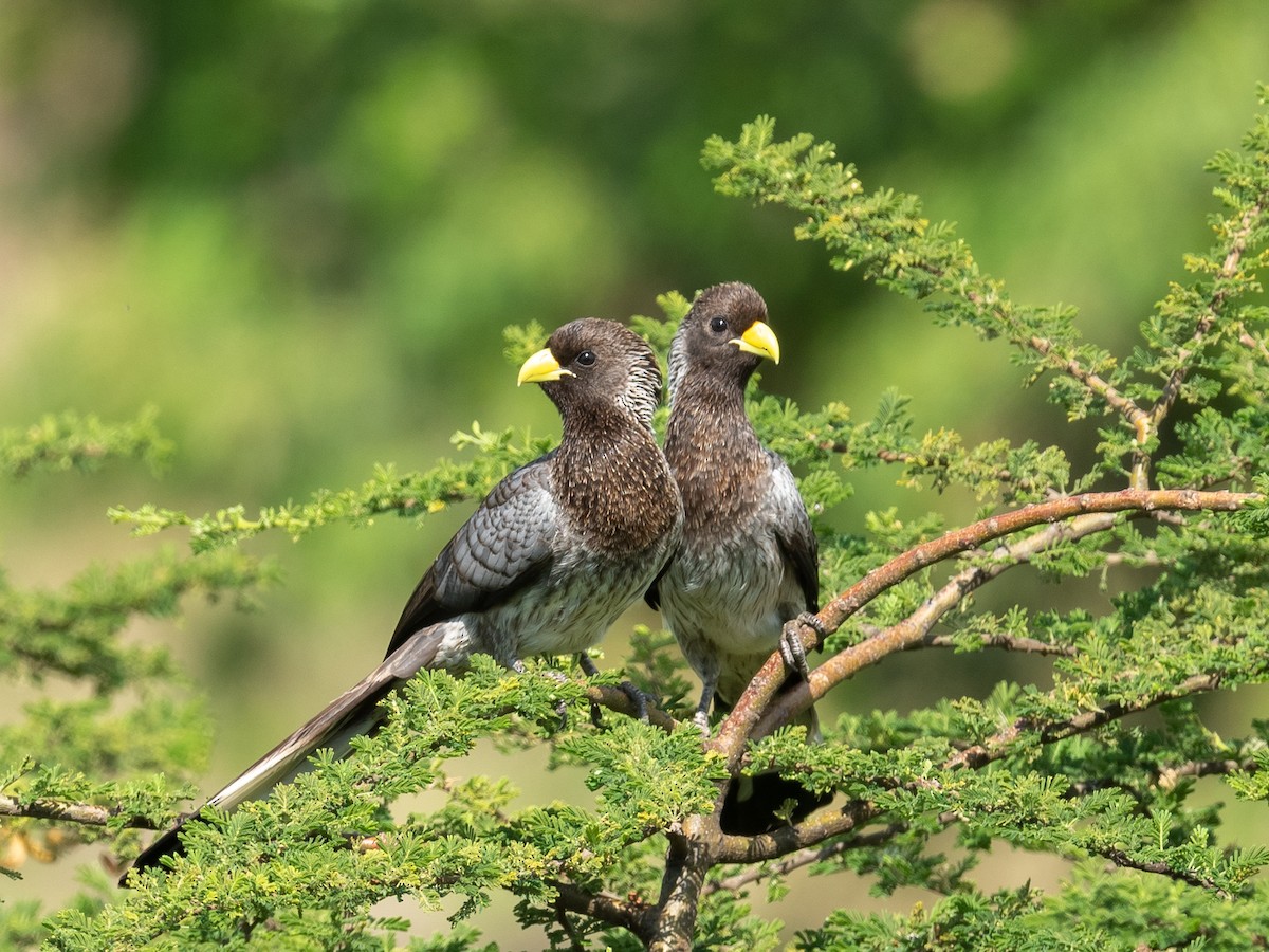 Eastern Plantain-eater - ML212909391