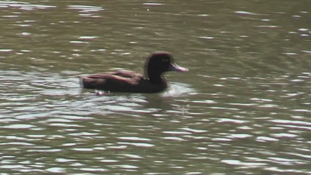 New Zealand Scaup - ML212910271