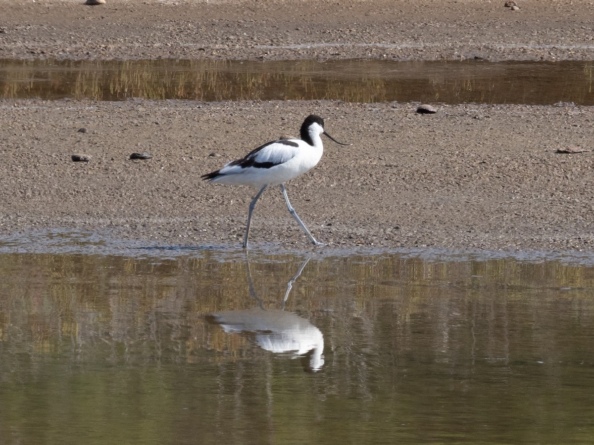 Pied Avocet - John Tebbet