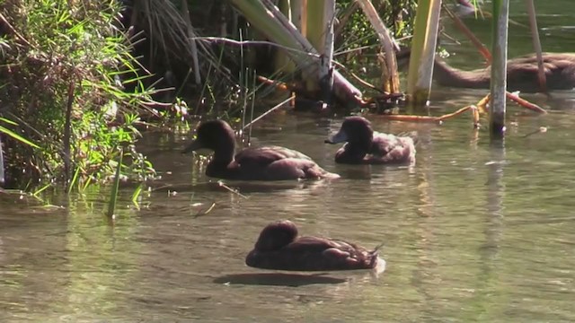 New Zealand Scaup - ML212910371