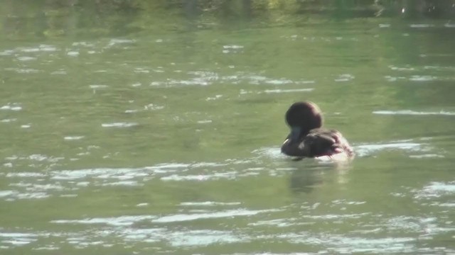 New Zealand Scaup - ML212910421