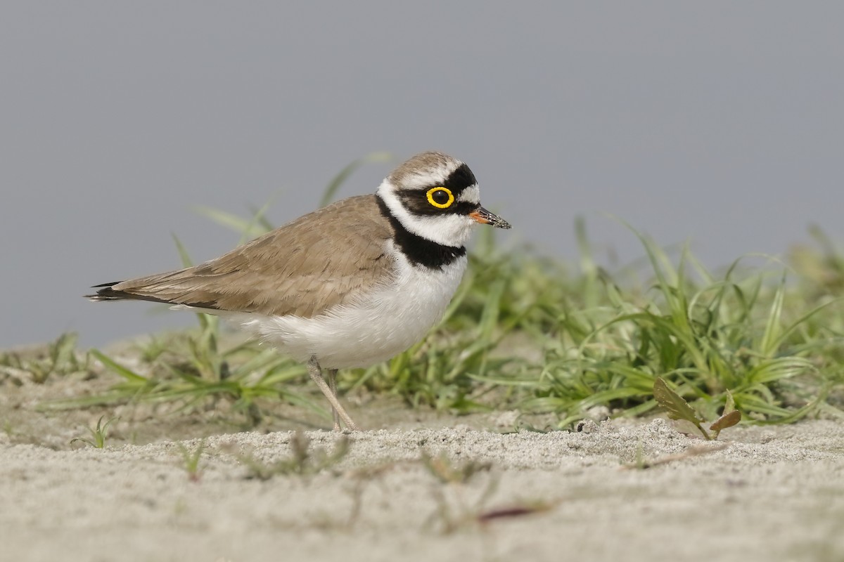 Little Ringed Plover - Sharif Uddin