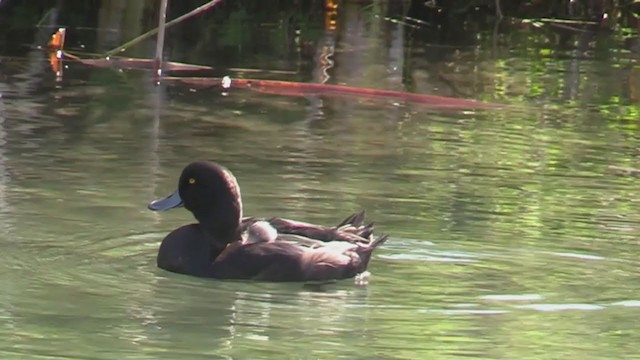 New Zealand Scaup - ML212910691