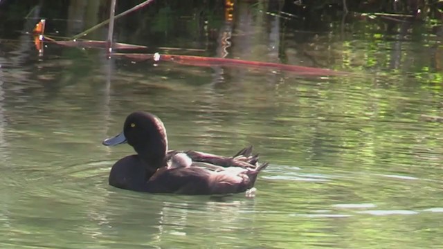 New Zealand Scaup - ML212910691