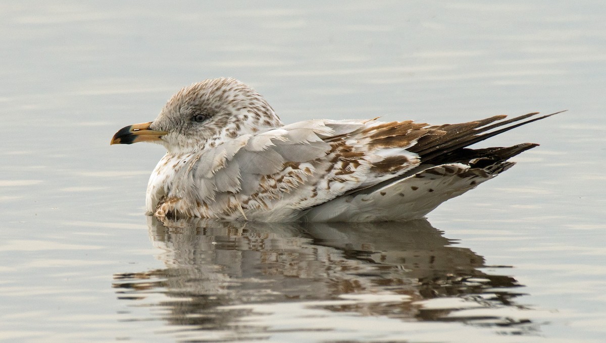 Ring-billed Gull - ML212910761