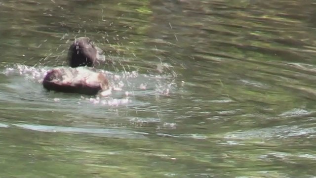 New Zealand Scaup - ML212911971