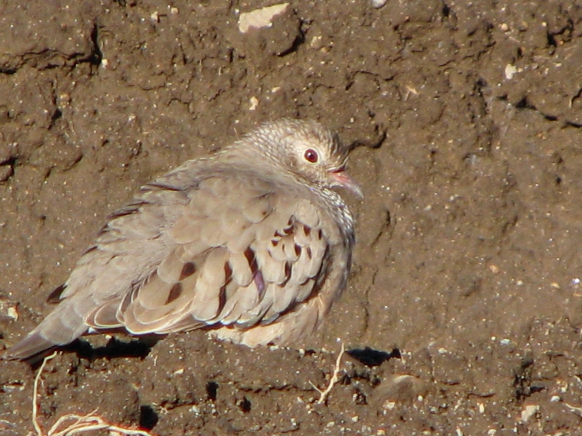 Common Ground Dove - Chris Martone