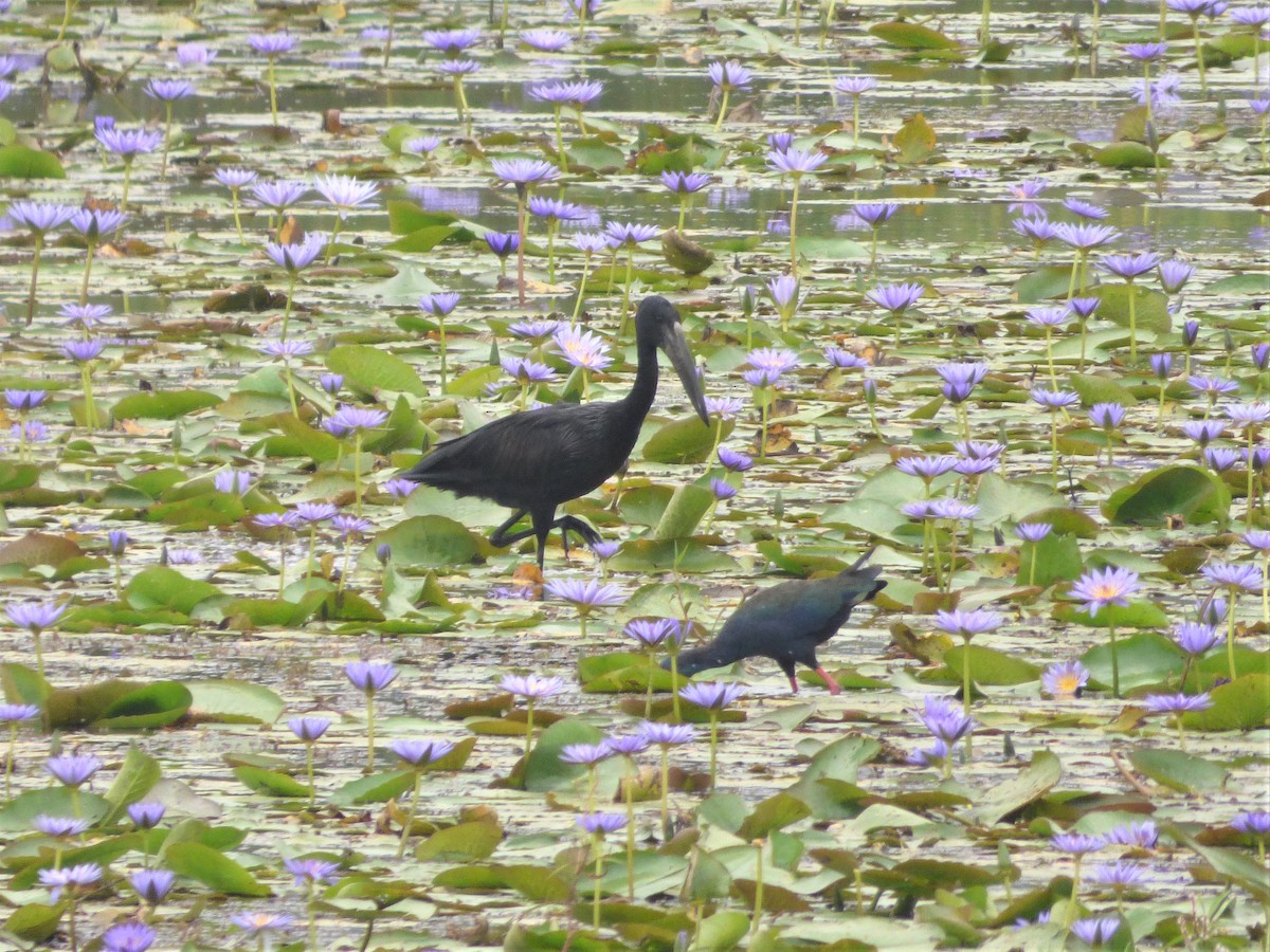African Swamphen - Mike Tuer