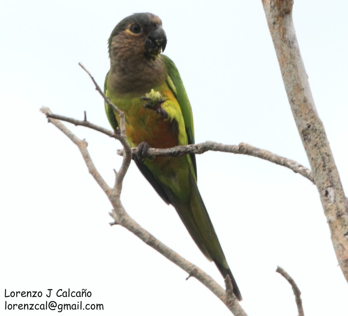 Brown-throated Parakeet - ML212912741