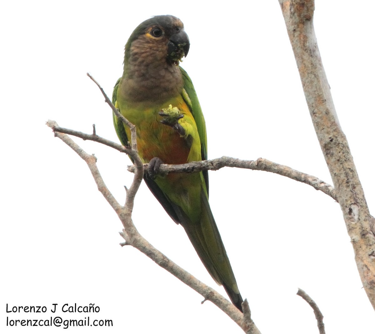 Brown-throated Parakeet - ML212912751