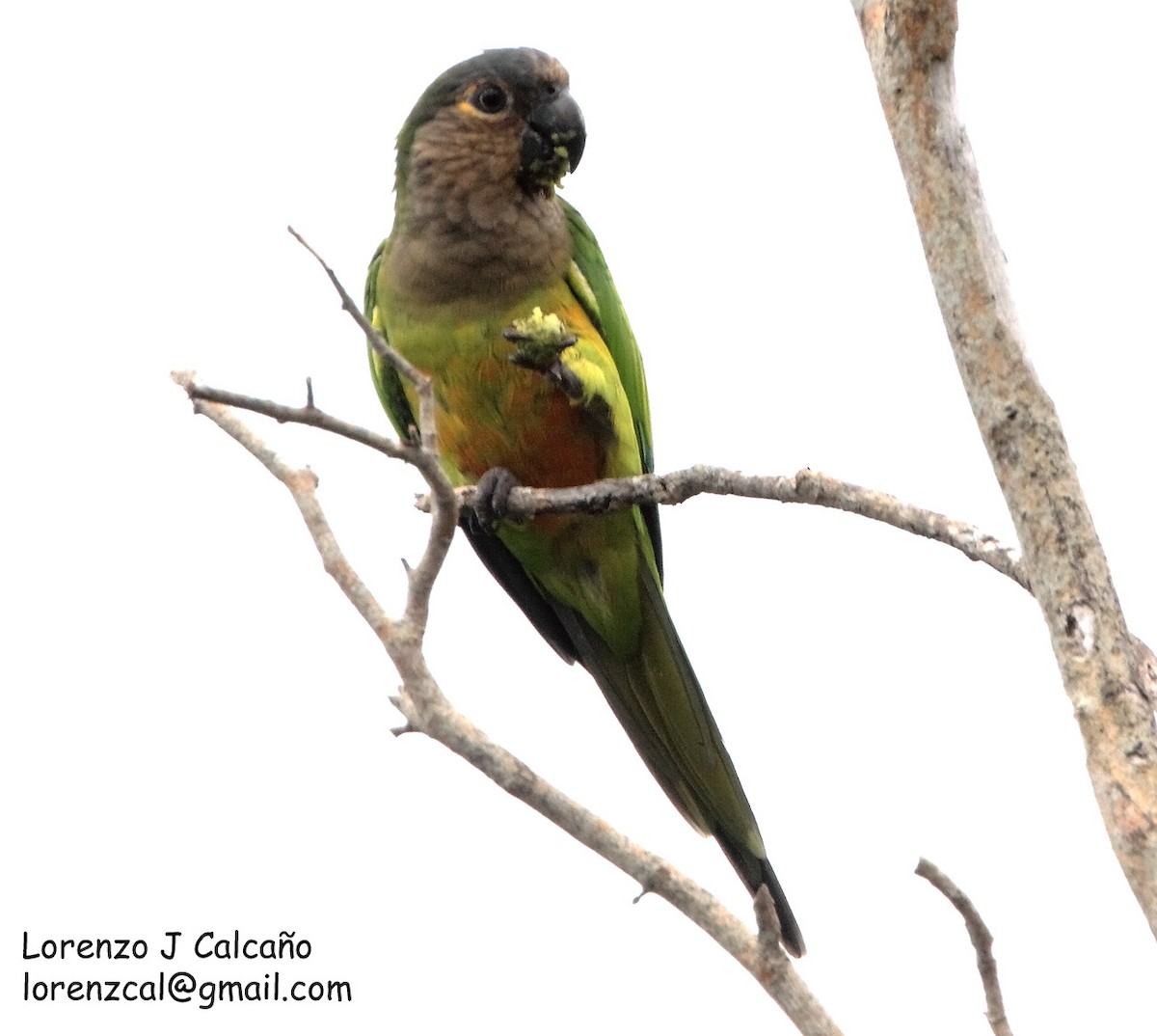 Brown-throated Parakeet - ML212912771