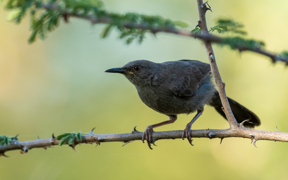 Black Scrub-Robin - Jean-Louis  Carlo