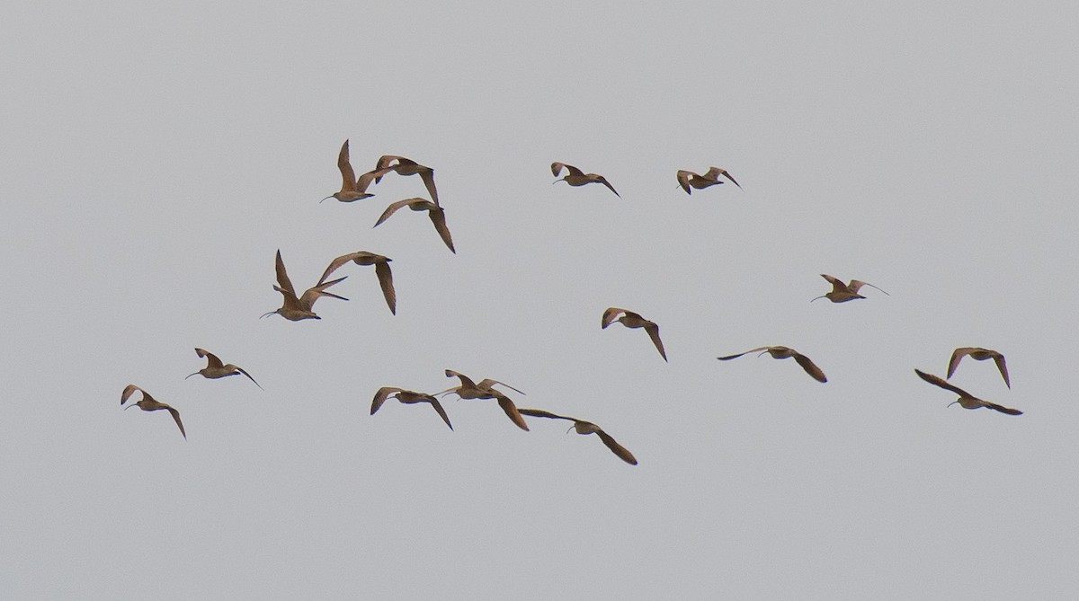 Long-billed Curlew - ML212913681