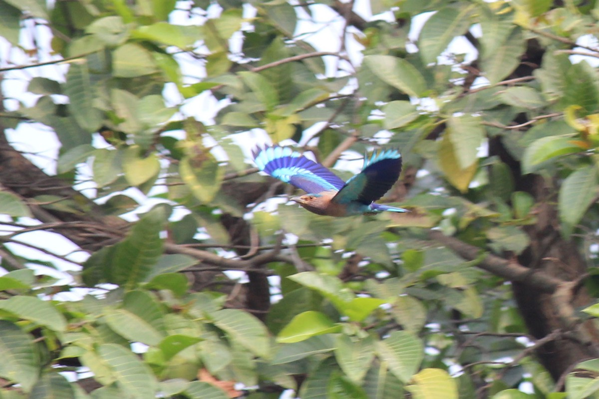 Indian x Indochinese Roller (hybrid) - ML212914991