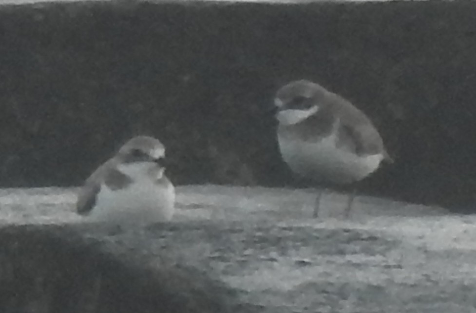 Siberian/Tibetan Sand-Plover - Hui-Ming Zhong